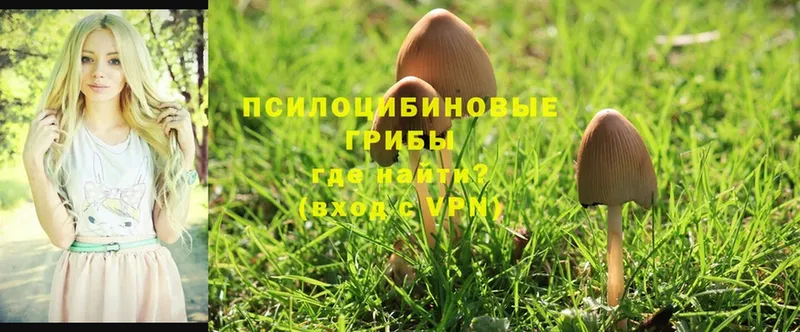 цена наркотик  Кувшиново  мориарти состав  Псилоцибиновые грибы Psilocybe 